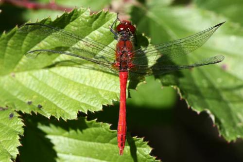 Sympetrum sanguineum